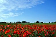 Poppy by Ostsee Bilder thumbnail