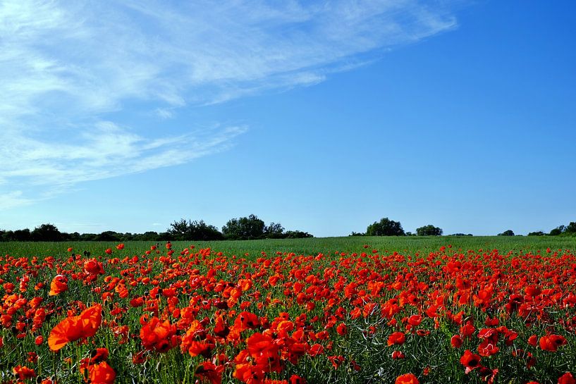 Poppy by Ostsee Bilder