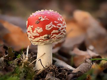 Rode paddenstoel in het bos van Maikel Brands