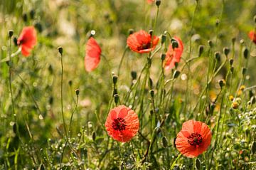 Poppies in the morning sun by Margot van den Berg