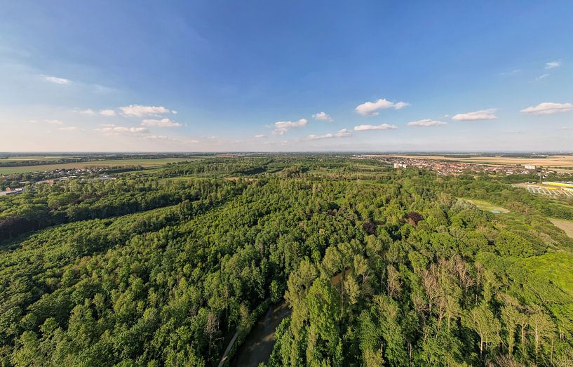 Woodland by Michael Ruland