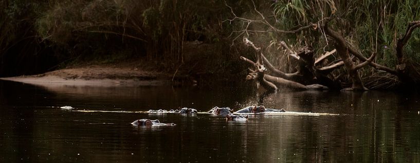 Hippo's 2 panorama by Rob Smit