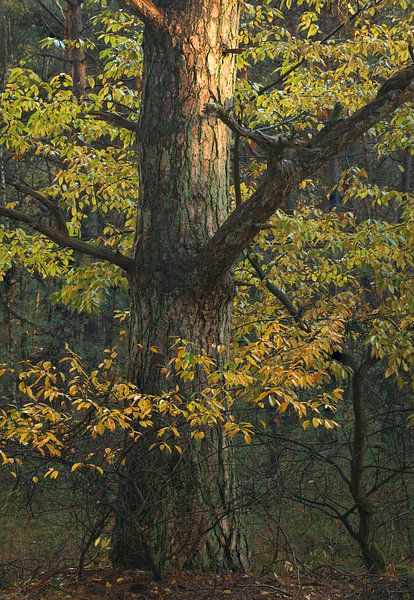 Autumn tree. by René Jonkhout