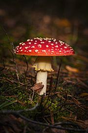 Fly agaric in the autumn woods of Den Treek
