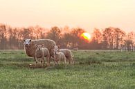 Moutons au lever du soleil par Rossum-Fotografie Aperçu