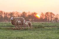 Schapen bij zonsopgang