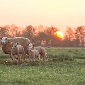 Moutons au lever du soleil sur Rossum-Fotografie