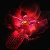 Roze Bloem van Walljar