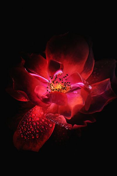 Fleur rose par Walljar