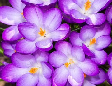Paarse krokusbloemen van ManfredFotos