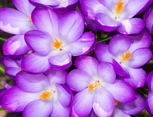 Paarse krokusbloemen