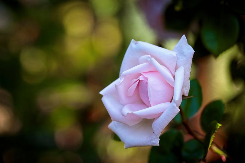 Rose par Rob Boon