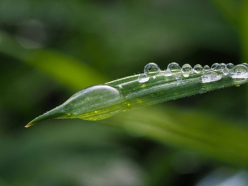 Tautropfen (2) von Ellen Nipshagen