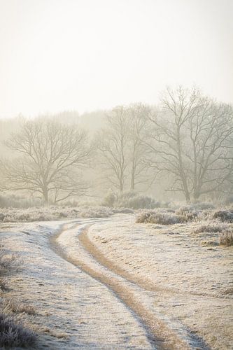 The warm colours of the sun on a cold morning