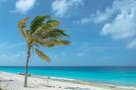 palm tree in the wind on the caribbean by Caroline Drijber thumbnail