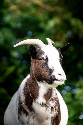 Die coole Ziege