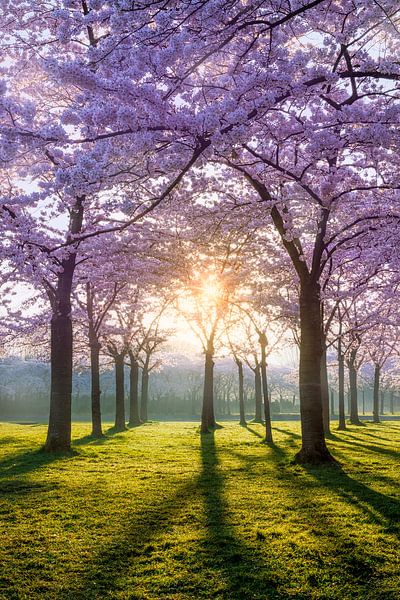Blossom during sunrise by Thijs Friederich