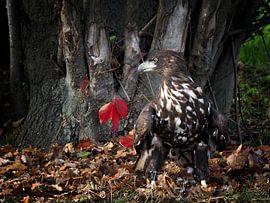 Pygargue à queue blanche d'Europe sur Loek Lobel