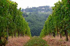 Weinberg in den Pyrenäen von Studio LE-gals