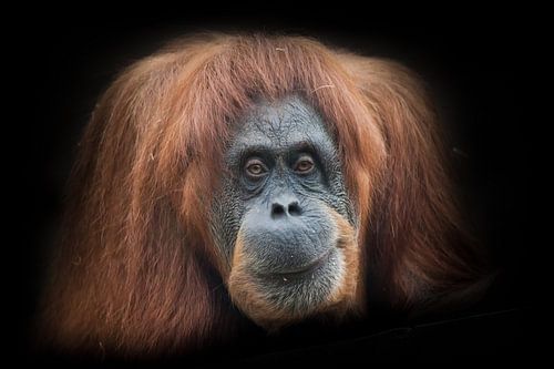 Irony and skepticism. Face of a smart orangutan