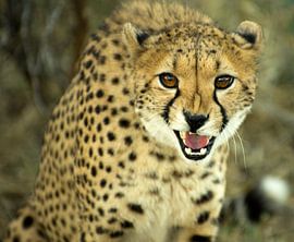 Jachtluipaard/Cheetah