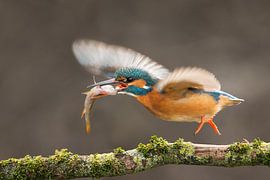 Kingfisher photographed in the Throw by Jeroen Stel