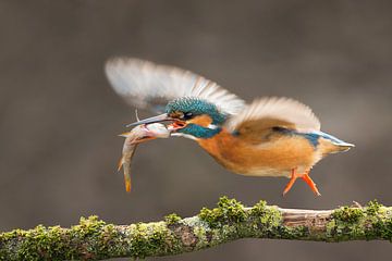 Eisvogel, der im Wurf fotografiert wurde. von Jeroen Stel