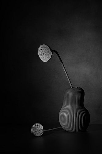 Lotusbloem in B&W