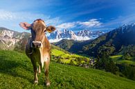 Happy cow in the Dolomites in front of Geisler Group by Dieter Meyrl thumbnail