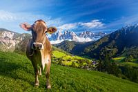 Glückliche Kuh in den Dolomiten vor Geisler Gruppe