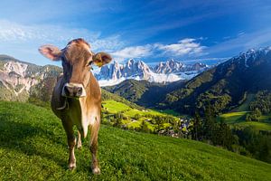Glückliche Kuh in den Dolomiten vor Geisler Gruppe