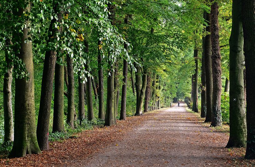 Baumallee par Edgar Schermaul