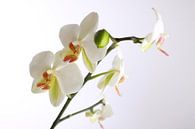 Weiße Orchidee von Karina Baumgart Miniaturansicht