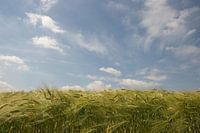 Graanveld