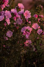 Fleurs roses dans le jardin de grand-mère -  Malva moschata sur Deborah de Meijer