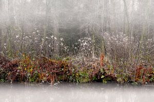 Slootkant in de mist