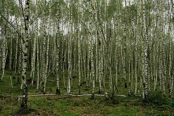 Young beech forest by Jannieke