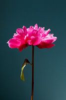 Peony