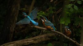 Niet één, niet twee, maar drie ijsvogels! sur SchumacherFotografie