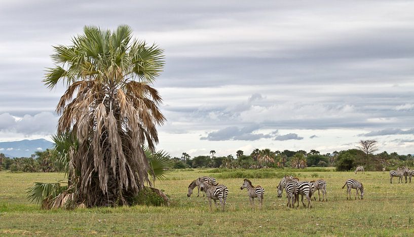 Paradiesische Szene mit Zebras von Peter van Dam