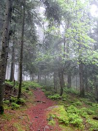 Pfade der Stille IV – Das junge Grün von Helmut Martin