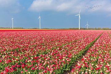 Windmolenpark tussen de bollenvelden van eric van der eijk