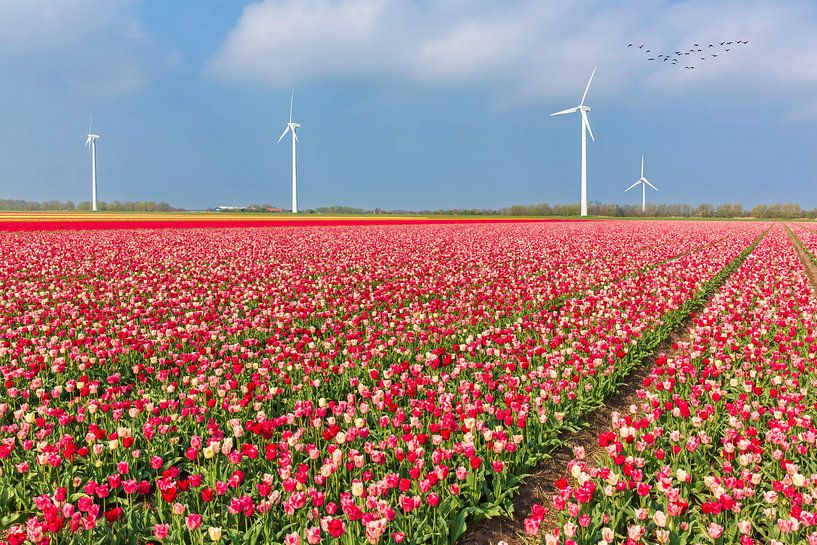 Windmill park between the bulb fields by eric van der eijk