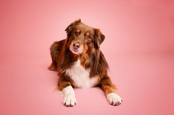 Red tri (brown) Australian shepherd dog, handsome crooked head, in studio, with pink as background colour / lig by Elisabeth Vandepapeliere