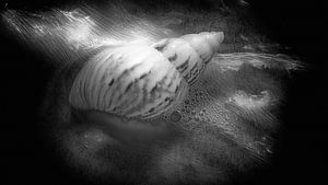 Shell dans le surf. Domburg Oostkapelle Zélande Pays-Bas. 