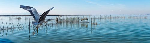 Panorama vliegende reiger over meer