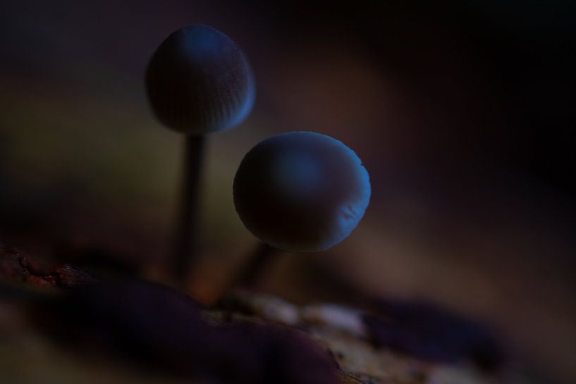 jumeaux dans le noir par peterheinspictures