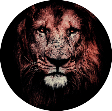 Portret van een leeuw - Donker - Nacht - Zwart - Leeuw - Leeuwen - Lion - Afrika - Roofdier - Wilde  van Designer