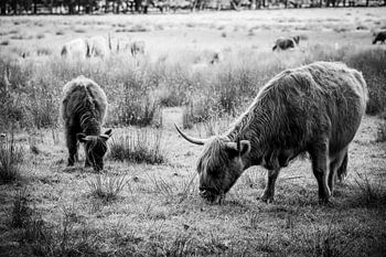 Mutter schottischer Highlander mit ihrem Kalb
