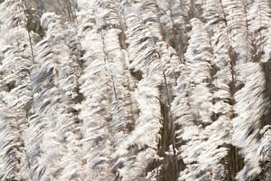 Wuivend riet van Danny Slijfer Natuurfotografie